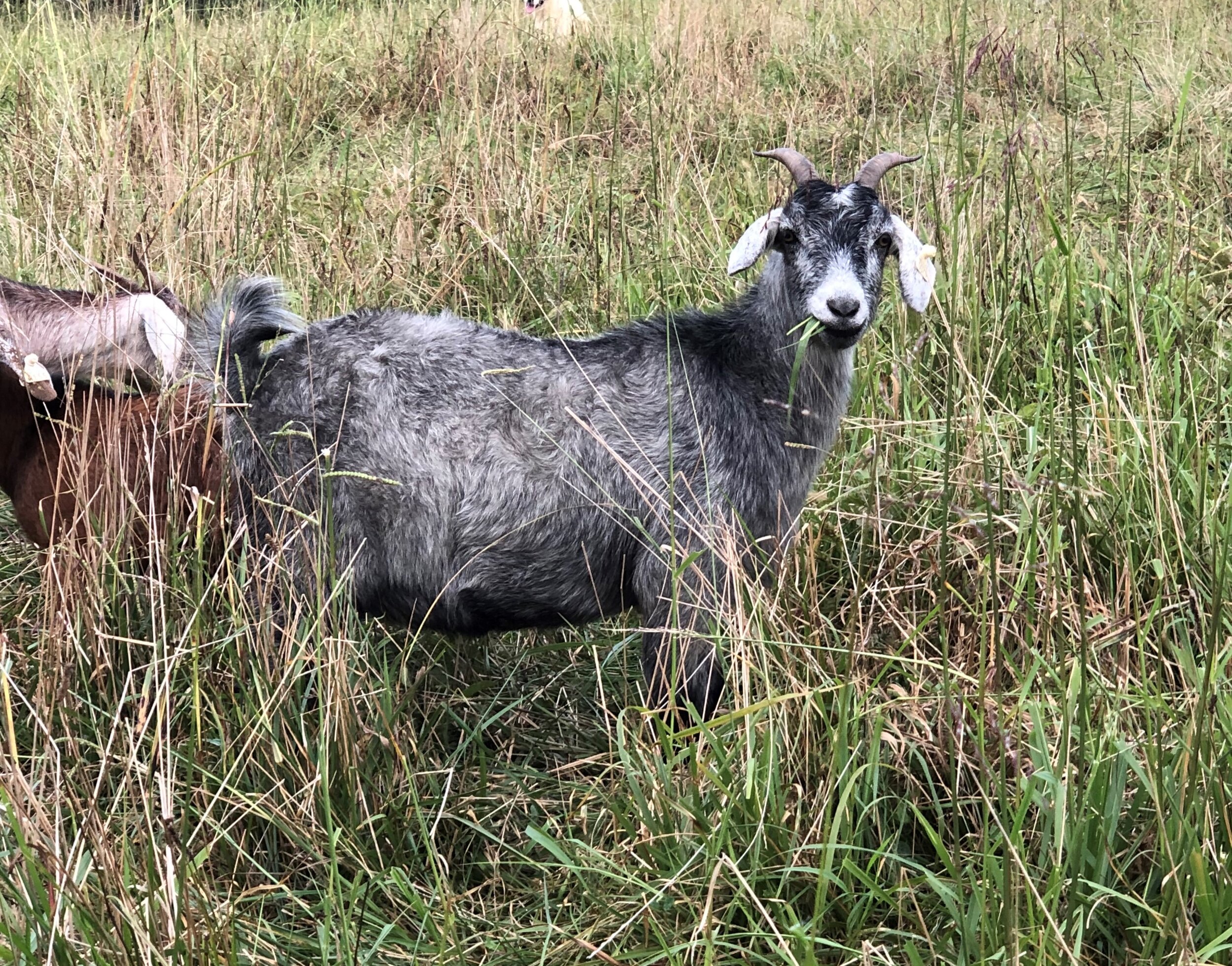 Randy+Prosise+-+Bluegoat
